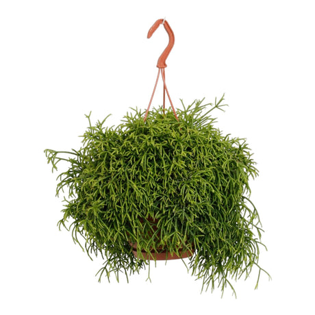 Livraison plante Rhipsalis Baccifera Oasis