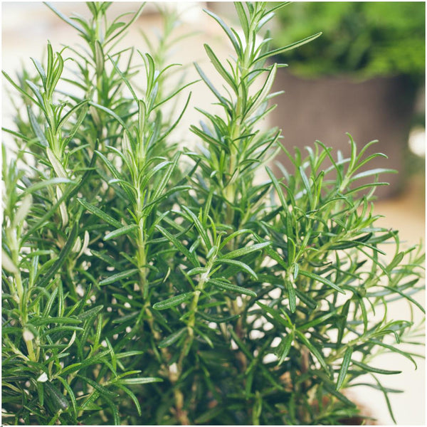 Livraison plante Romarin - 12 packs de 6