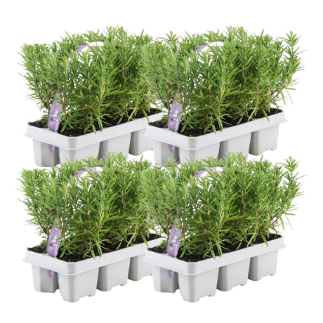 Livraison plante Romarin - 4 packs de 6