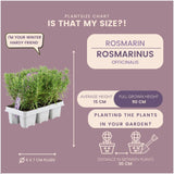 Livraison plante Romarin - 8 packs de 6