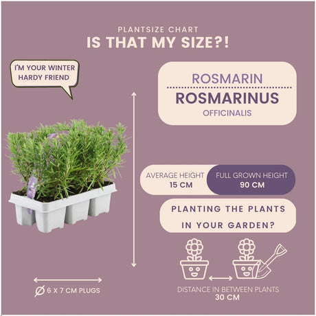 Livraison plante Romarin - 8 packs de 6