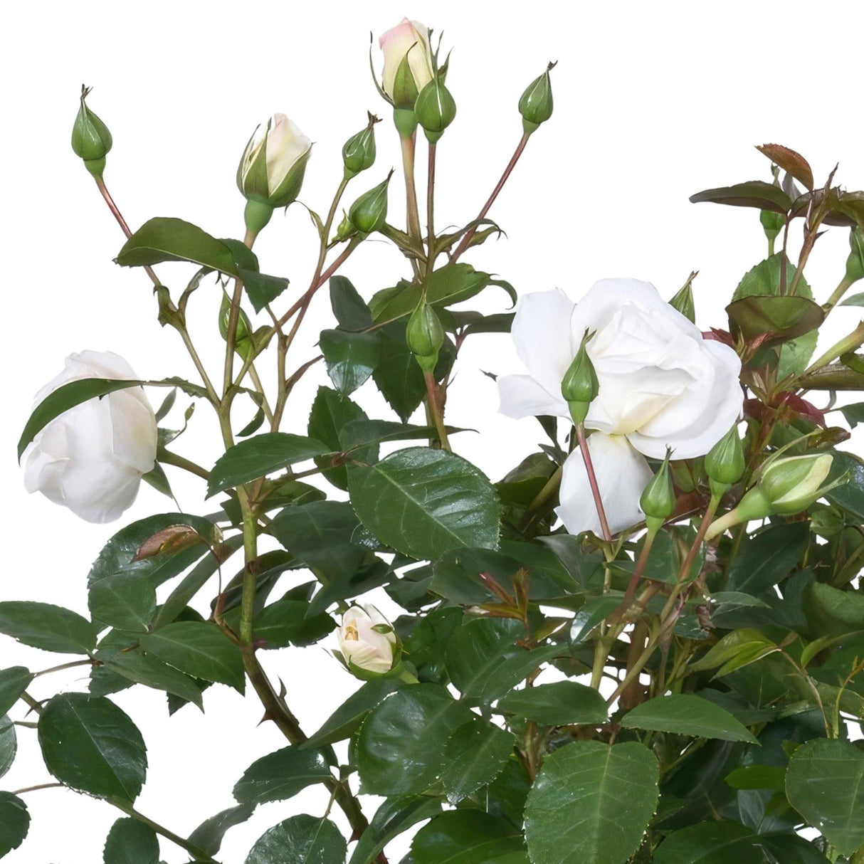 Livraison plante Rosier blanc - plante fleurie d'extérieur