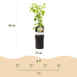 Livraison plante Rosier grimpant White Climber – Lot de 2 – Hauteur 40 cm
