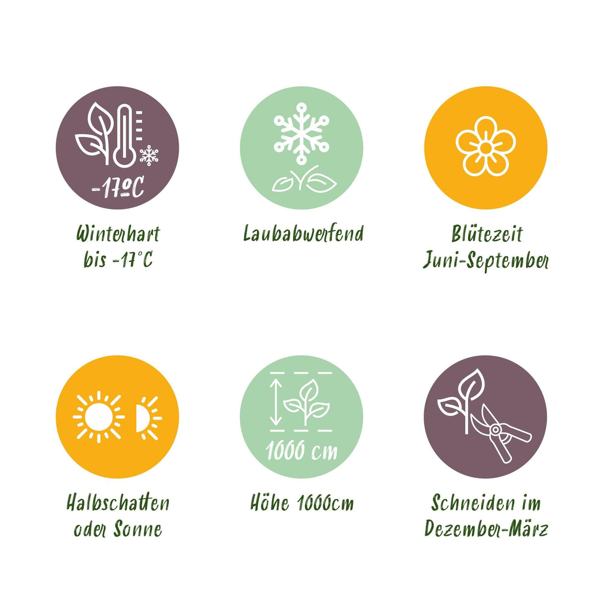 Livraison plante Rosier New Dawn – Lot de 2 – Pot 11 cm – Hauteur 40 cm