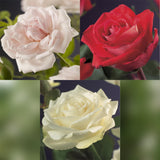 Livraison plante Rosier Rosa Tricolour – Lot de 3 – Pot 11 cm – Hauteur 40 cm