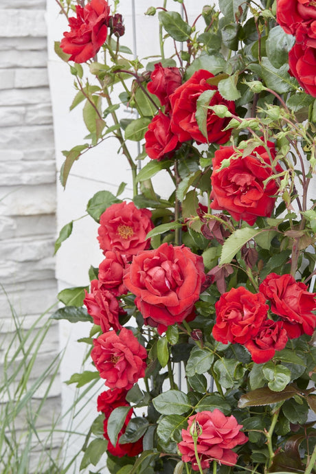 Livraison plante Rosier rouge - ↨65cm - Ø15 - arbuste fleuri