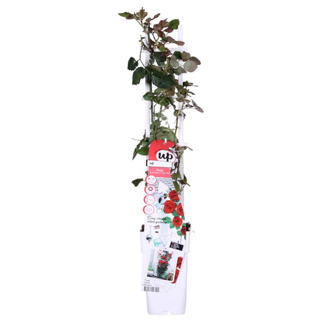 Livraison plante Rosier rouge - ↨65cm - Ø15 - arbuste fleuri