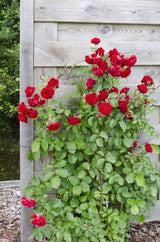 Livraison plante Rosier rouge - lot de 3 - ↨65cm - Ø15 - plante d'extérieur