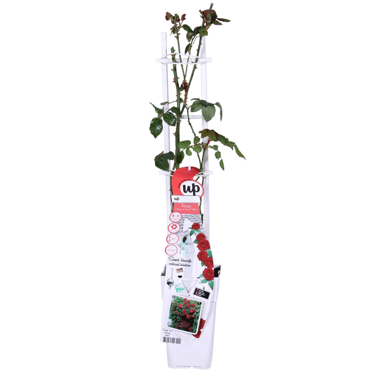 Livraison plante Rosier rouge - lot de 3 - ↨65cm - Ø15 - plante d'extérieur