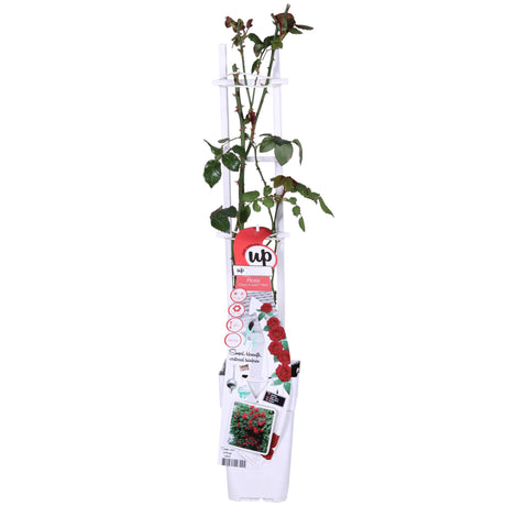 Livraison plante Rosier rouge - lot de 3 - ↨65cm - Ø15 - plante d'extérieur