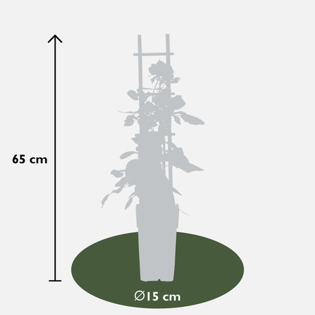 Livraison plante Rosier rouge - lot de 3 - ↨65cm - Ø15 - plante d'extérieur