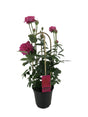 Livraison plante Rosier sparkling