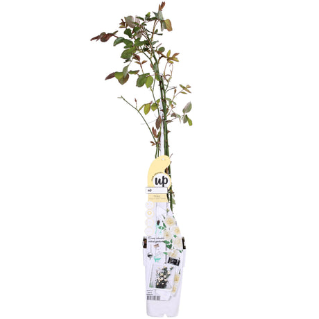 Livraison plante Rosier vanille blanc - ↨65cm - Ø15 - arbuste fleuri