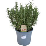 Livraison plante Rosmarinus Off. - Ø18cm - ↕40cm