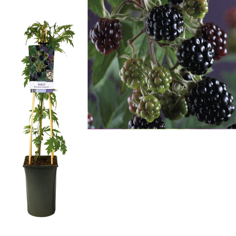 Livraison plante Rubus 'Thornless Evergreen' +light Label - Ø17cm - ↕75cm