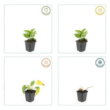 Livraison plante Rudbeckia 'Goldsturm'