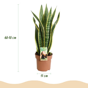 Livraison plante Sanseveria Laurentii – Lot de 2 – Pot 17cm – Hauteur 60 - 70cm