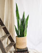 Livraison plante Sansevieria Black coral