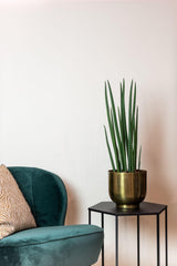 Livraison plante Sansevieria Cylindrica plante artificielle - h70cm, Ø12cm