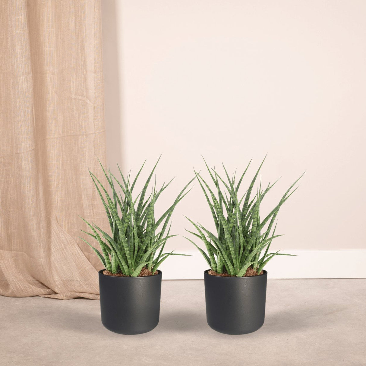 Livraison plante Sansevieria Fernwood Punk - Lot de 2