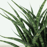 Livraison plante Sansevieria Fernwood Punk - Lot de 2