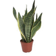 Livraison plante Sansevieria Futura Superba