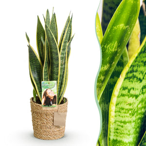 Livraison plante Sansevieria Laurentii et panier H60 cm