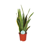 Livraison plante Sansevieria Trifasciata Laurentii