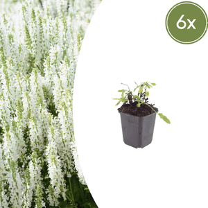 Livraison plante Sauge des bois