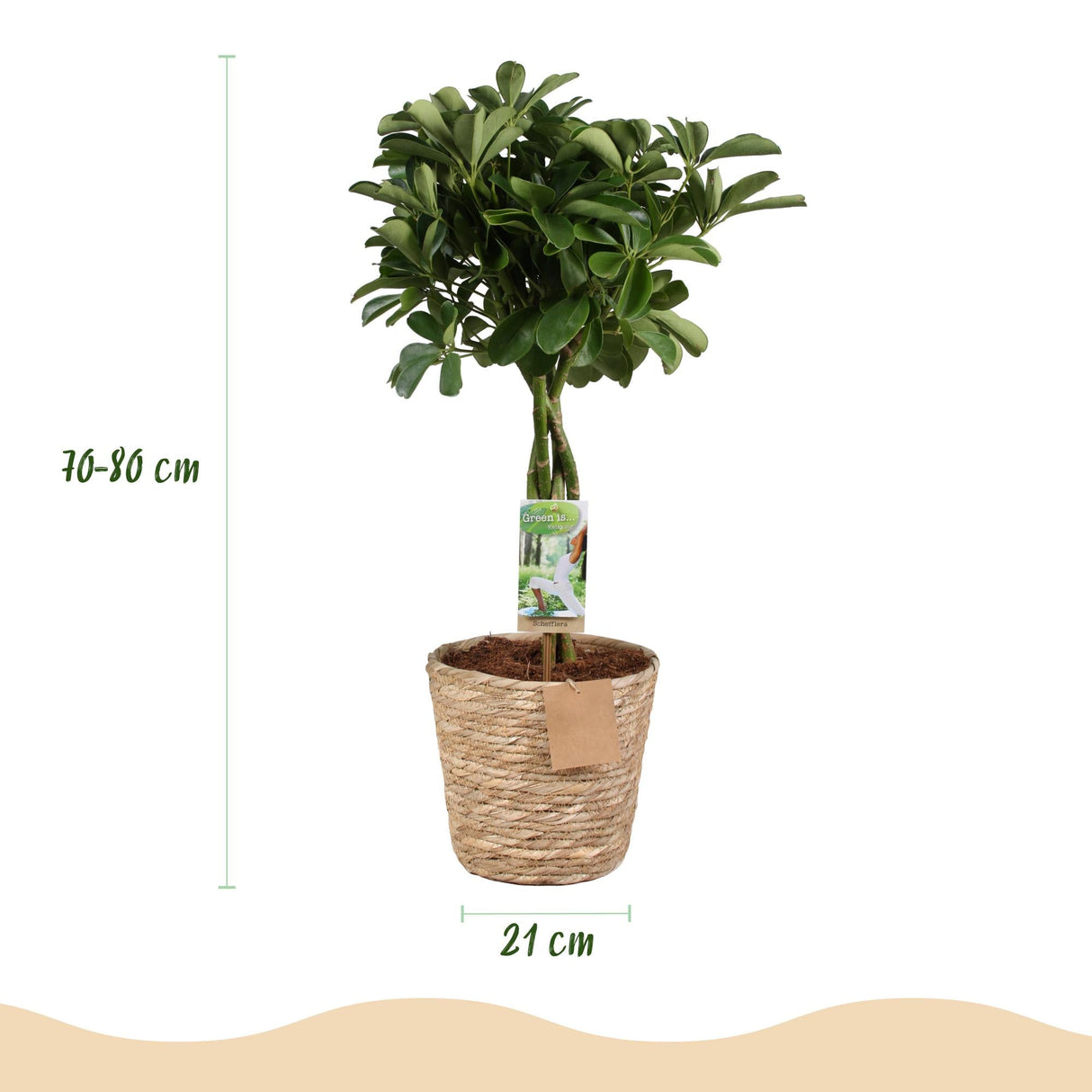 Livraison plante Schefflera Nora et panier H75 cm