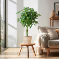 Schefflera Nora und Topf