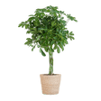 Livraison plante Schefflera Nora et son pot