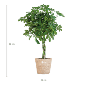 Livraison plante Schefflera Nora et son pot