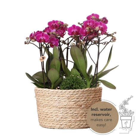 Livraison plante Set de 3 Orchidées violettes dans un panier en roseau avec réservoir d'eau