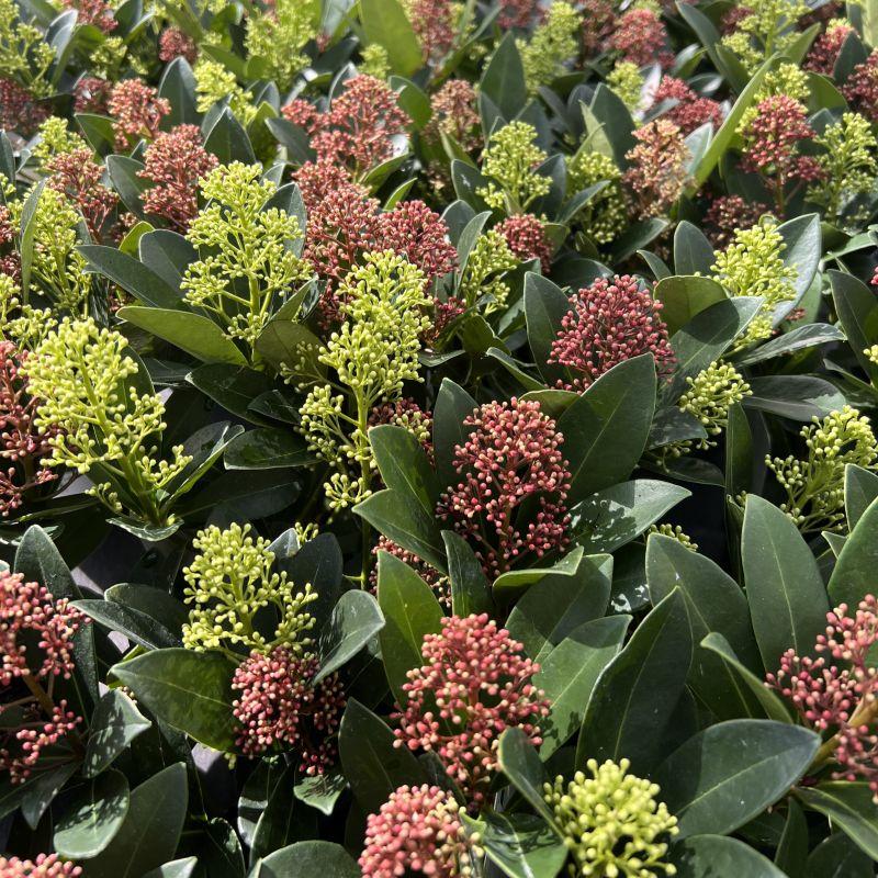 Livraison plante Skimmia japonica Duo – Lot de 2 – Pot 10,5 cm