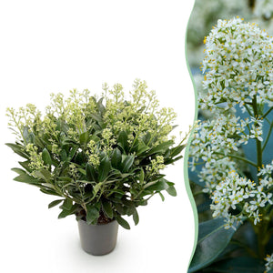 Livraison plante Skimmia japonica Finchy en pot