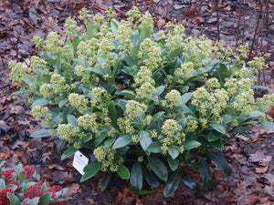 Livraison plante Skimmia japonica Finchy – Lot de 2 – Pot 10,5 cm
