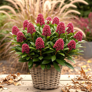 Livraison plante Skimmia japonica Rubella – Lot de 2 – Pot 10,5 cm