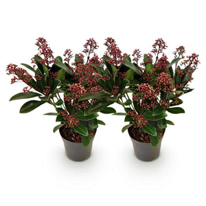Livraison plante Skimmia japonica Rubella – Lot de 2 – Pot 10,5 cm