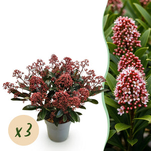 Livraison plante Skimmia japonica Rubella x2
