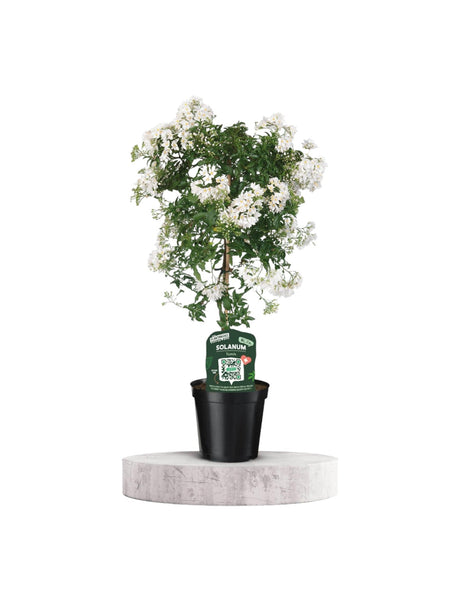 Livraison plante Solanum jasminoiides blanc