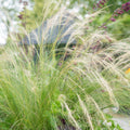 Federborstengras (Stipa tenuissima) 'Ponytails'