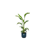 Livraison plante Strelitzia Nicolai 100cm et son pot