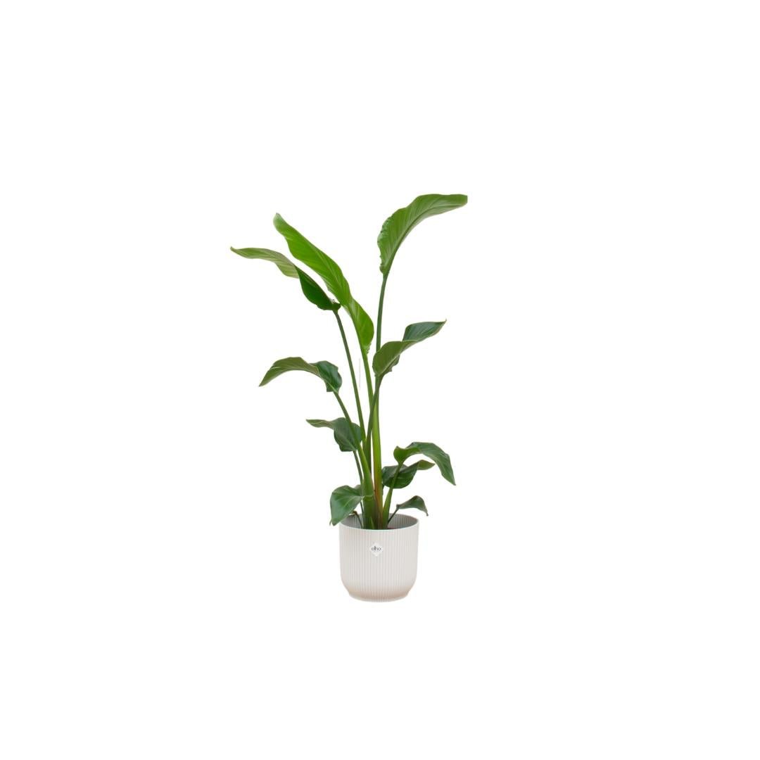 Livraison plante Strelitzia Nicolai 100cm et son pot