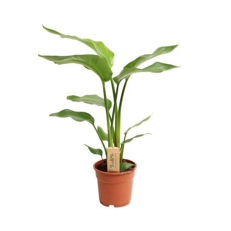 Livraison plante Strelitzia Nicolai