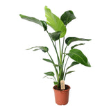 Livraison plante Strelitzia Nicolai