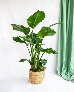 Strelitzia nicolai