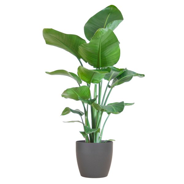 Livraison plante Strelitzia Nicolai et son pot