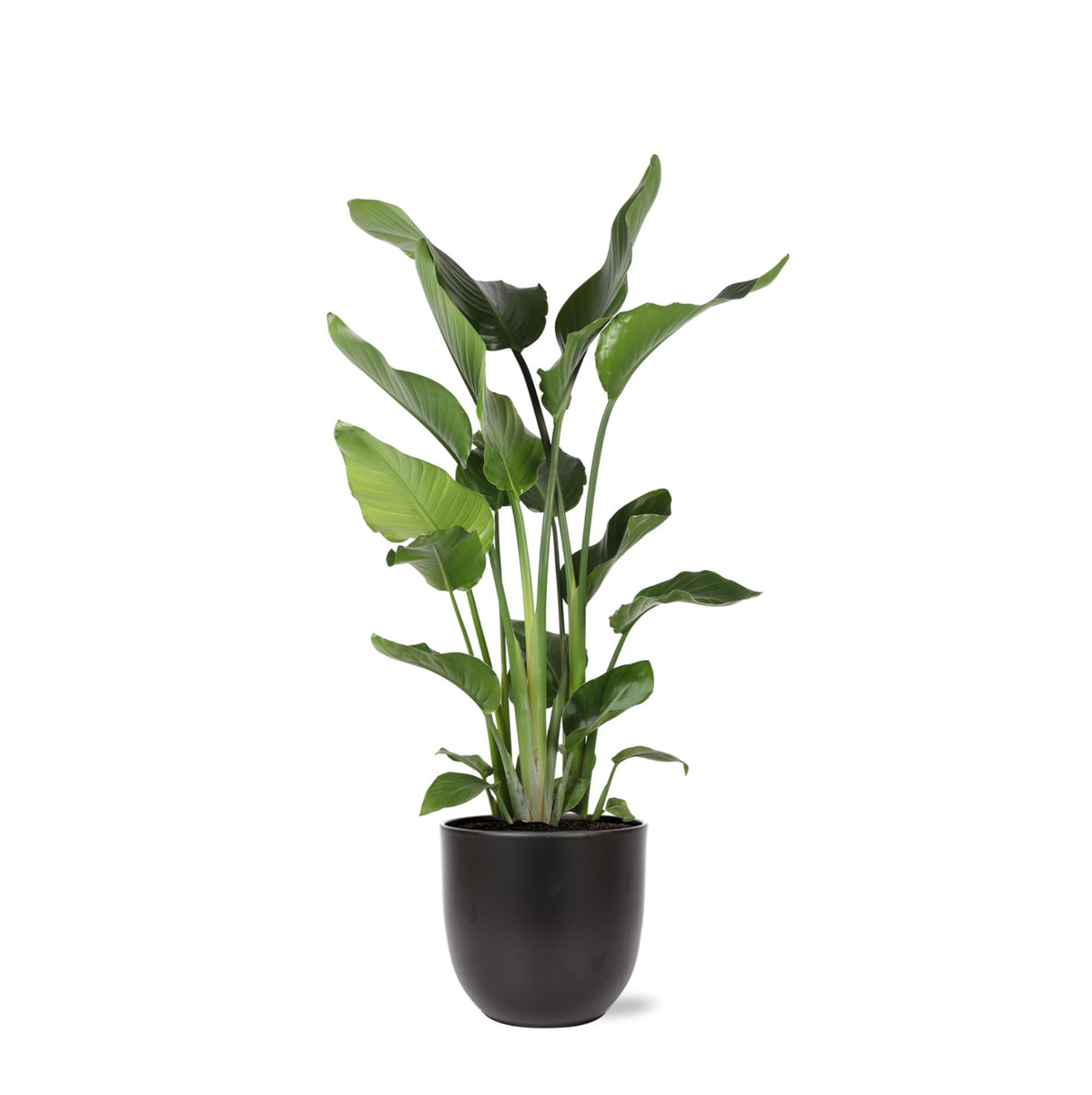 Livraison plante Strelitzia Nicolai et son pot