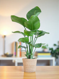 Strelitzia Nicolai und ihr Topf